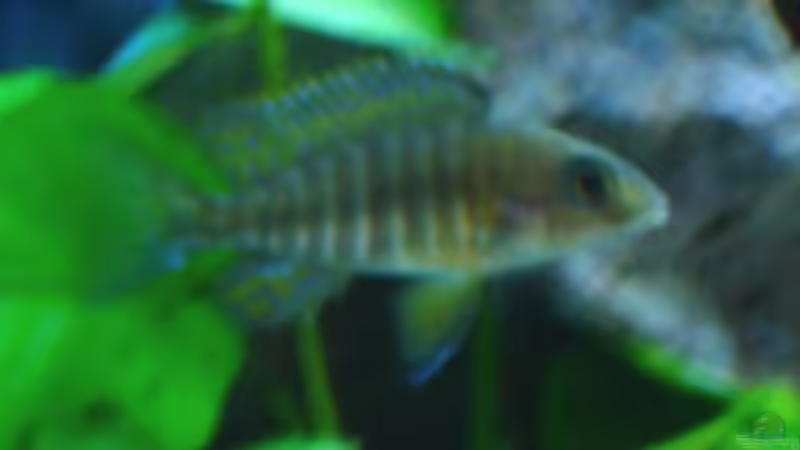 Aulonocara (Jungtier) von decypher (4)