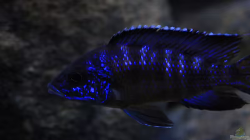 Aulonocara koningsi Mbenji Bock von Florian Bandhauer (48)