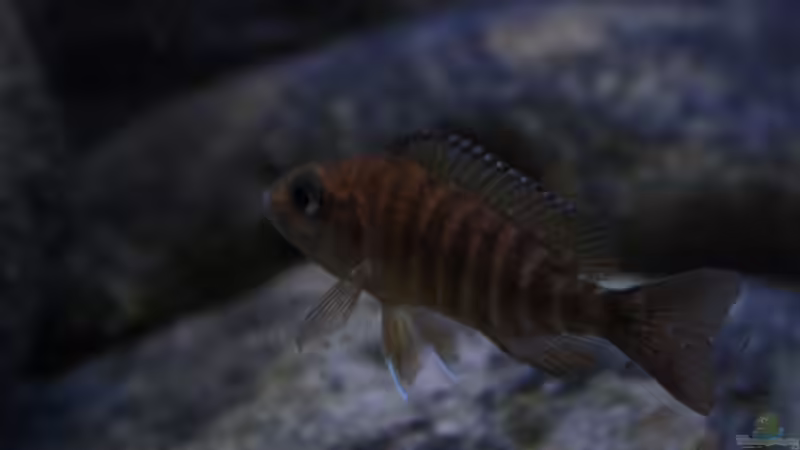 Einrichtungsbeispiele für Aulonocara koningsi (Aulonocara stuartgranti "mbenji")