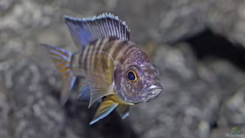 aulonocara-koningsi von AjakAndi (22)