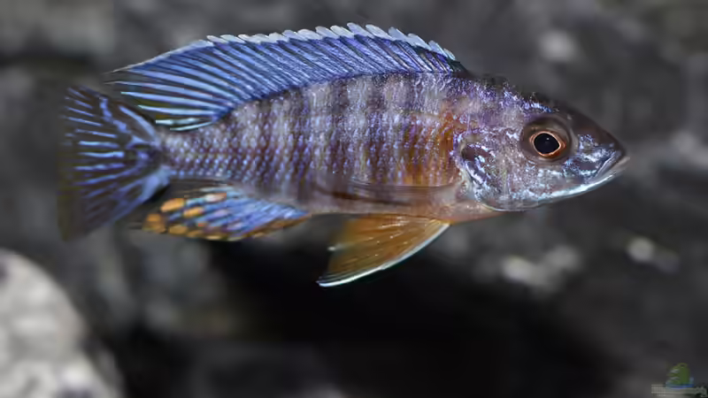 aulonocara-koningsi von AjakAndi (23)