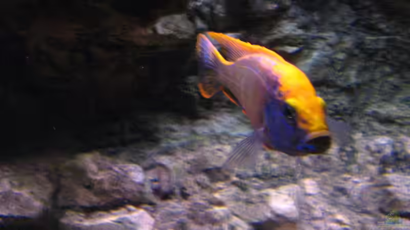 Aulonocara-Lagoon von airborn28 (14)