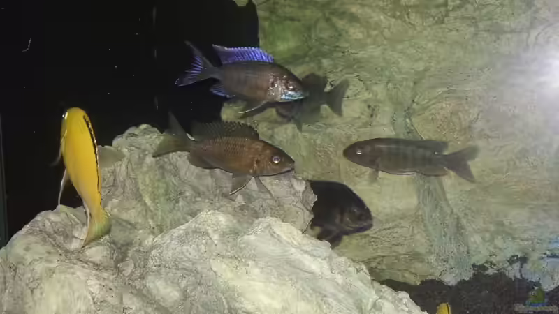 Aulonocara Lwanda mit Weibchen von ~MISCHA WILKEN~ (32)