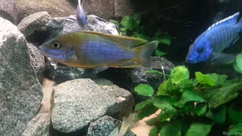 Aulonocara Lwanda von Udo Lehr (31)