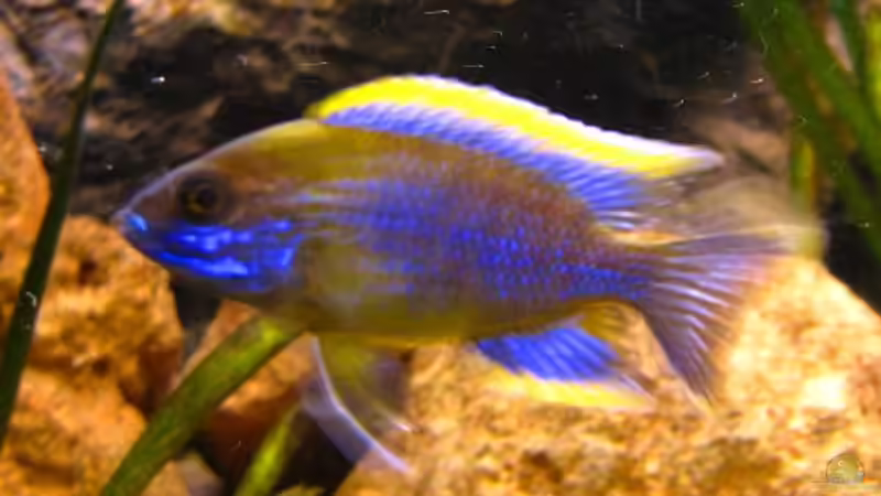 Aulonocara Lwanda yellow top Hai Reef male von Malawigo (45)