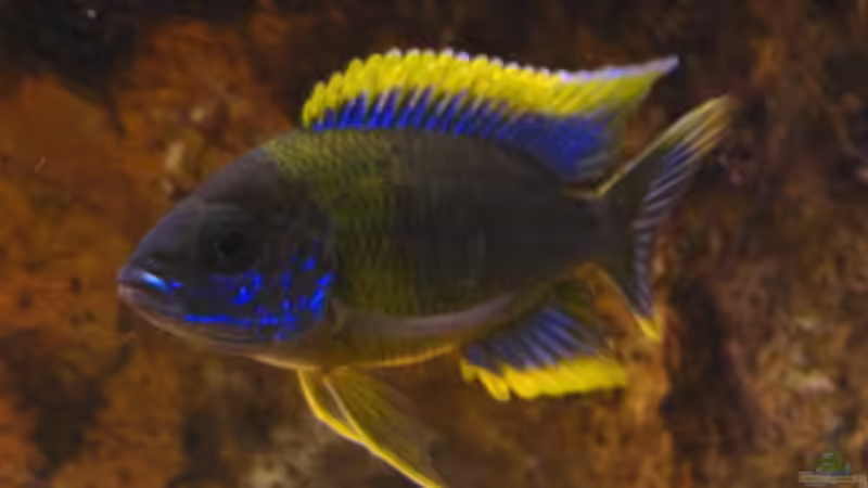 Aulonocara Lwanda yellow top Hai Reef male von Malawigo (51)