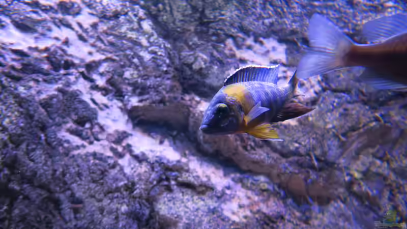 Aulonocara M  von Lynex (13)