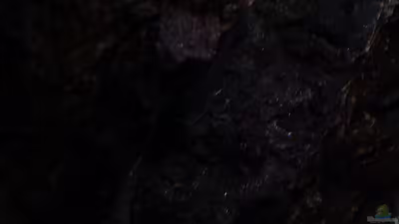 Aulonocara-Mädel 22.02.2014 von DER YBBSTALER (69)