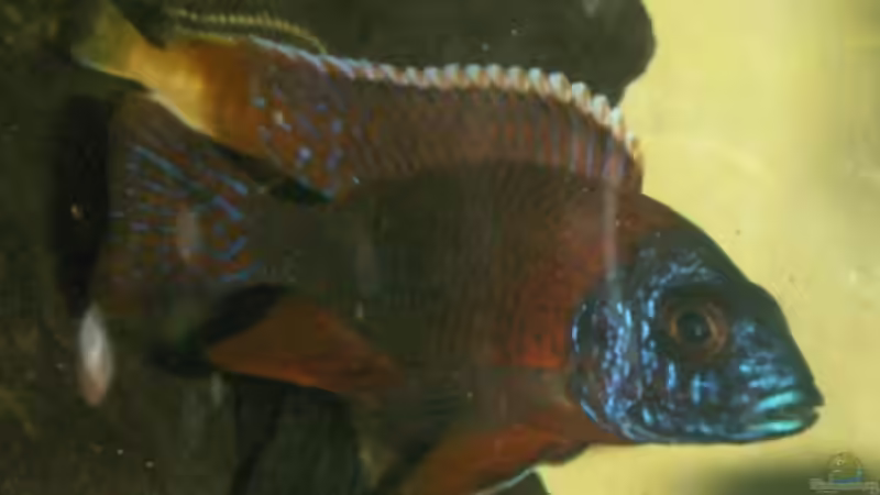 Aulonocara mänchen von Sven Leyh (17)