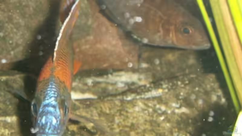 Aulonocara mänchen von vorne von Sven Leyh (18)