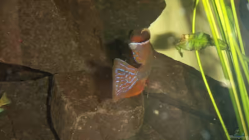 Aulonocara Mänchen Zitat: Auch ein schöner Rücken kann entzücken! von Sven Leyh (16)