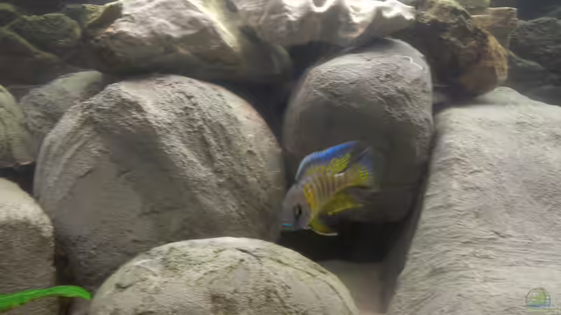 Aulonocara-Männchen früher von Paul8 (12)