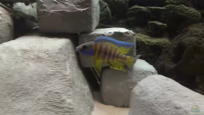 Aulonocara-Männchen nochmal in ´voller Pracht´ früher von Paul8 (13)