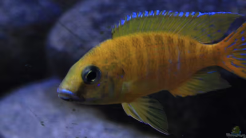 Aulonocara Maleri Bock1 von Florian Bandhauer (54)