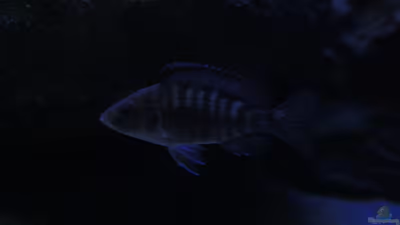 Aulonocara Maleri Weib von Florian Bandhauer (55)