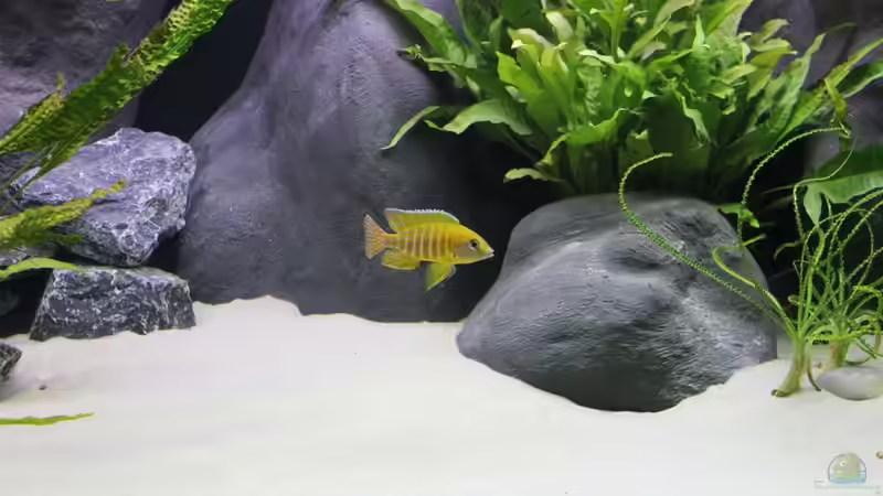 Einrichtungsbeispiele für Aulonocara stuartgranti "maleri"