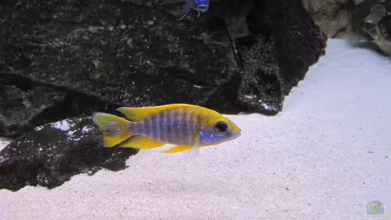 Aulonocara mamelela Bock von baule2002 (17)