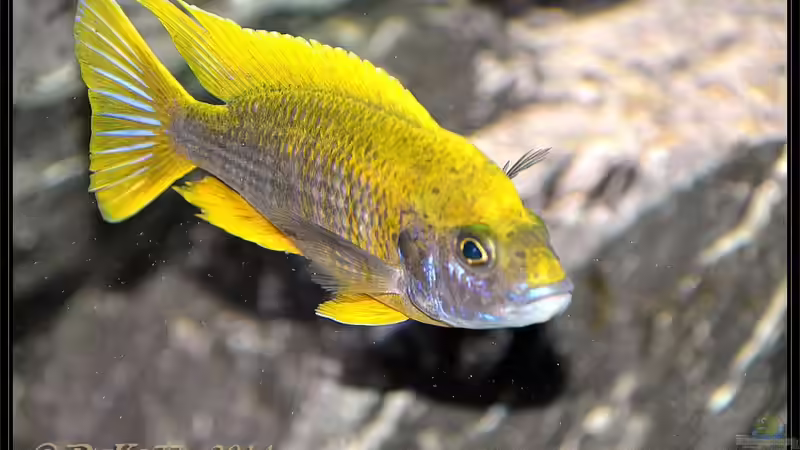 Aulonocara mamelela undu reef von DaKo77 (71)