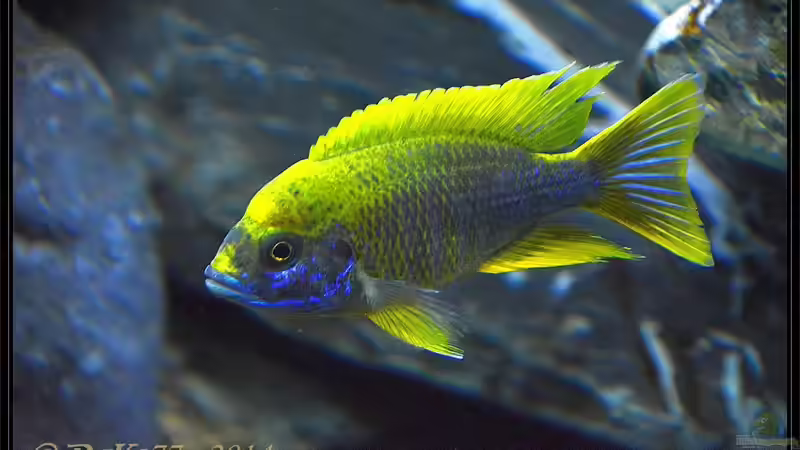 Aulonocara mamelela undu reef von DaKo77 (76)