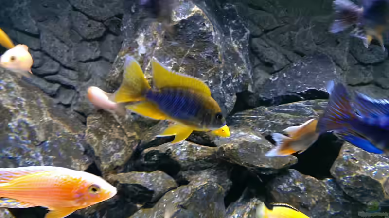 Aulonocara Mamelela von Malawi91 (28)