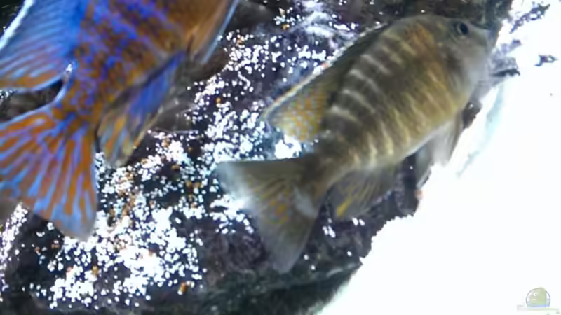 Aulonocara Mandarin - Aulonocara Marmelade Cat von Malawi91 (14)