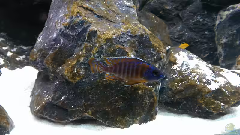 Aulonocara Mandarin von Malawi91 (15)