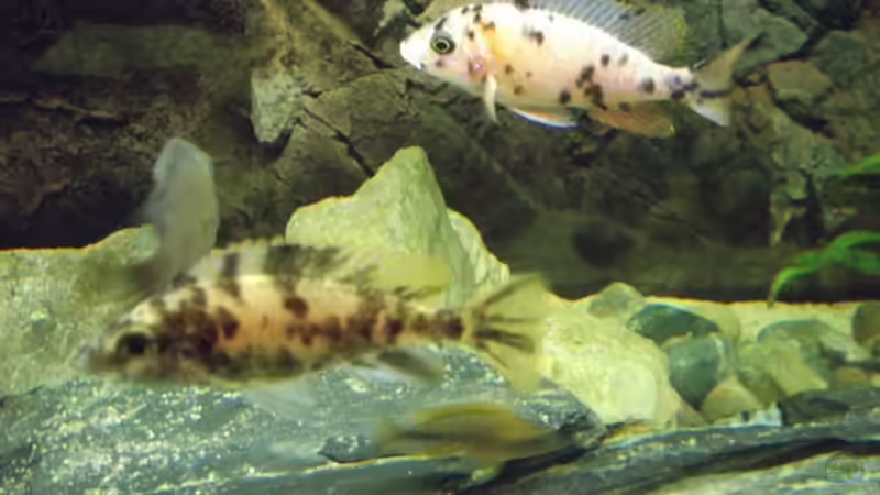 Aulonocara marmalade cat  von Esslinger (22)