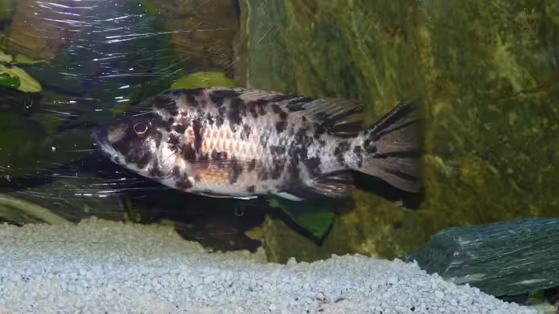 Aulonocara Marmalade cat von Chrisly (22)