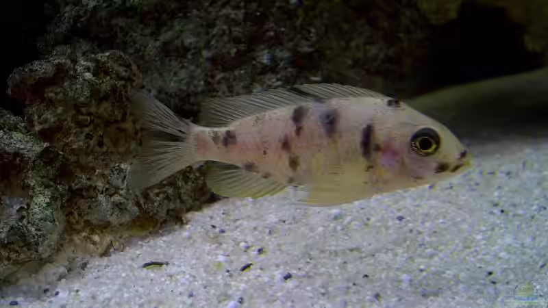 Aulonocara marmelade cad w von Steffen Böhm (17)