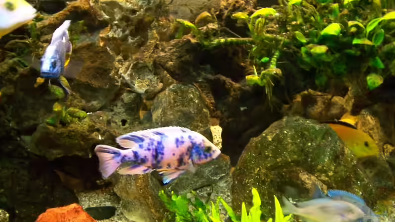 Aulonocara ´Marmelade Cat´            von Andreas Hesse (16)