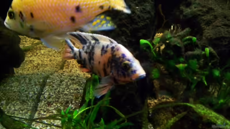 Aulonocara ´Marmelade Cat´            von Andreas Hesse (4)