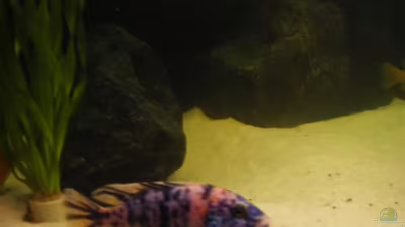 Aulonocara marmelade cat (blauer Bock) von Dt-Floppy (20)