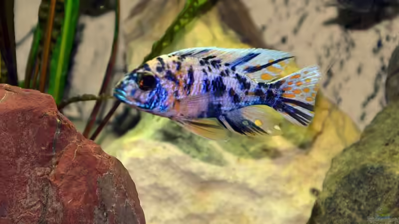 Aulonocara Marmelade cat OB von ProPaul (6)