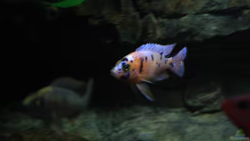 Aulonocara marmelade cat OB von skipper1202 (41)