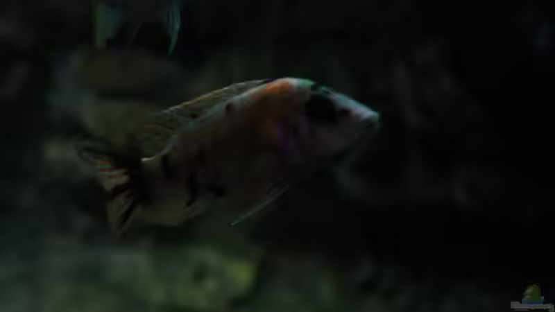 Aulonocara marmelade cat OB von skipper1202 (49)