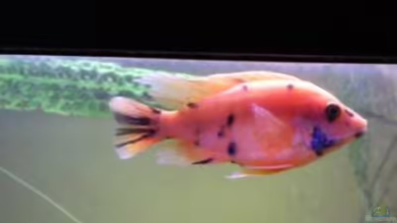 Aulonocara marmelade cat (roter Bock) von Dt-Floppy (17)