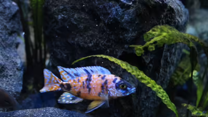 Aulonocara marmelade cat von chR576 (41)