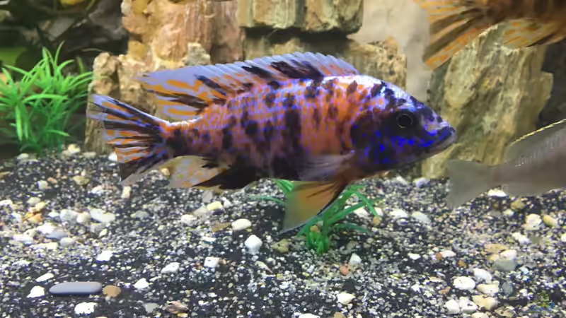 Aulonocara Marmelade Cat von David Malawi (23)