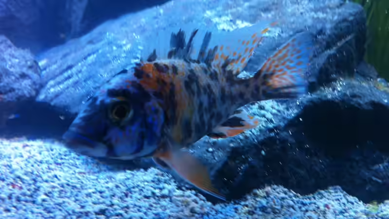 Aulonocara Marmelade Cat von Sunny73 (39)