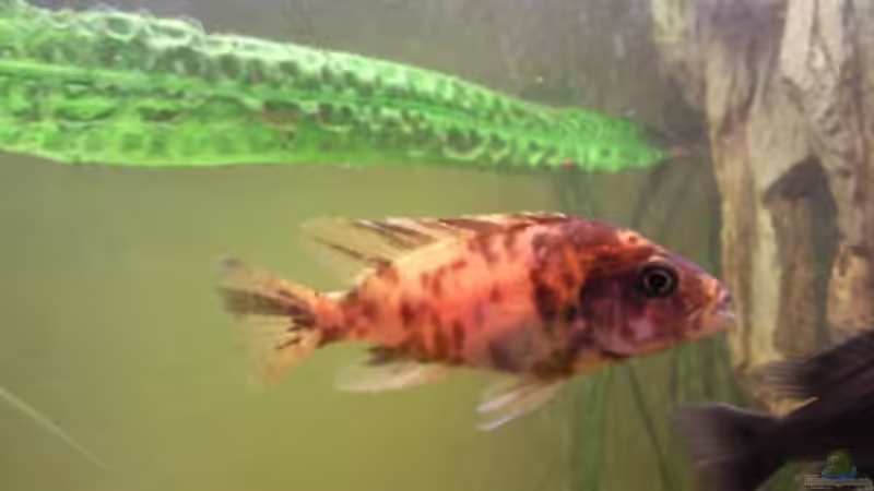 Aulonocara marmelade cat (Weib) von Dt-Floppy (18)