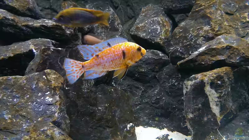 Einrichtungsbeispiele für Aulonocara marmelade cat