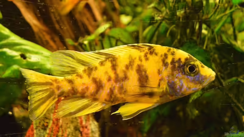 Einrichtungsbeispiele für Aulonocara marmelade cat