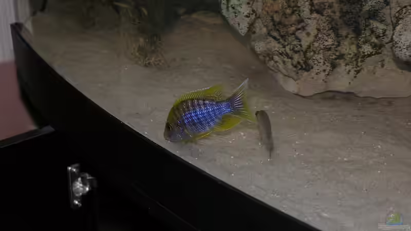 Aulonocara Marmelela2 von Mario Latschein (20)