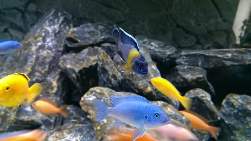 Aulonocara Maulana - Pseudotropheus Callainos Bright Blue von Malawi91 (17)