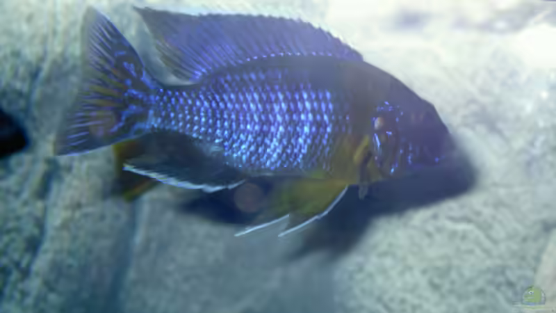 Aulonocara maulana  Bock  von Florian Ober (11)