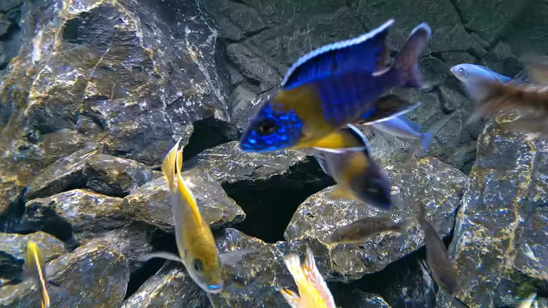 Aulonocara Maulana von Malawi91 (29)