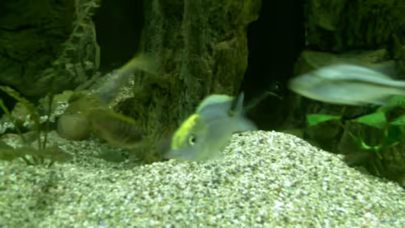 Aulonocara maylandi m. von Thorsten Peetz (12)