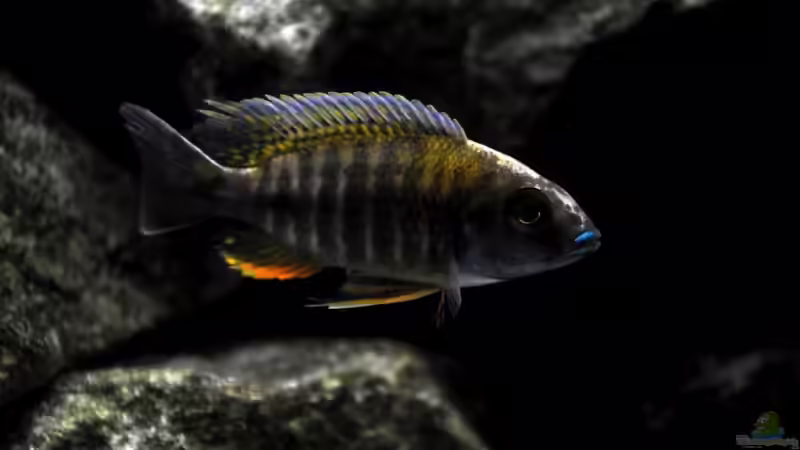 Aulonocara maylandi (M) Breitseite von Pete (17)