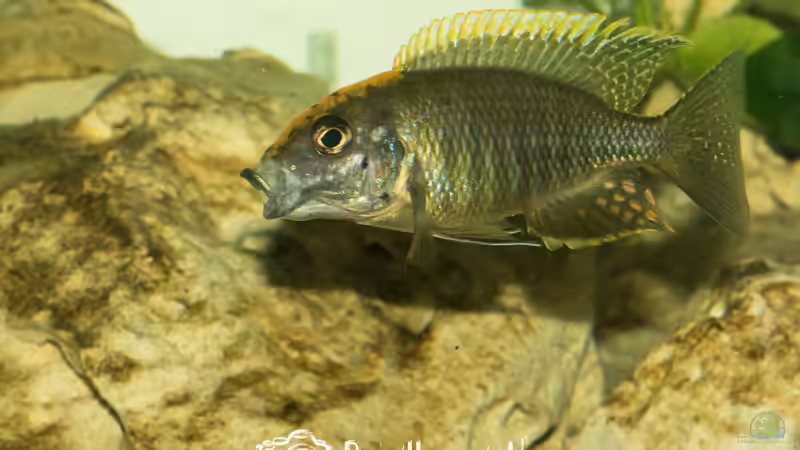 Aulonocara Maylandi (m) von Martin Pröll (8)