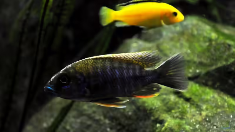 Aulonocara maylandi (M) vorne, Labidochromis Yellow hinten. von Pete (18)